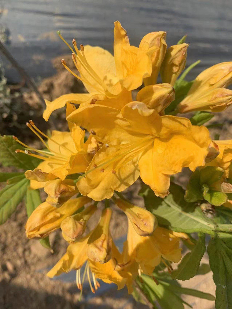 黄色杜鹃花映山红室内室外阳台庭院