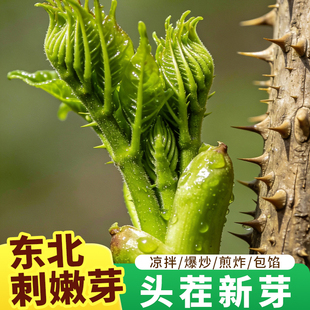 刺嫩芽东北刺嫩芽2025头茬新鲜山野菜蔬菜龙芽嫩芽特产山珍野味