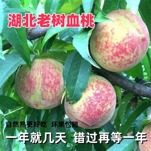 湖北正宗老树血桃当季脆甜毛桃