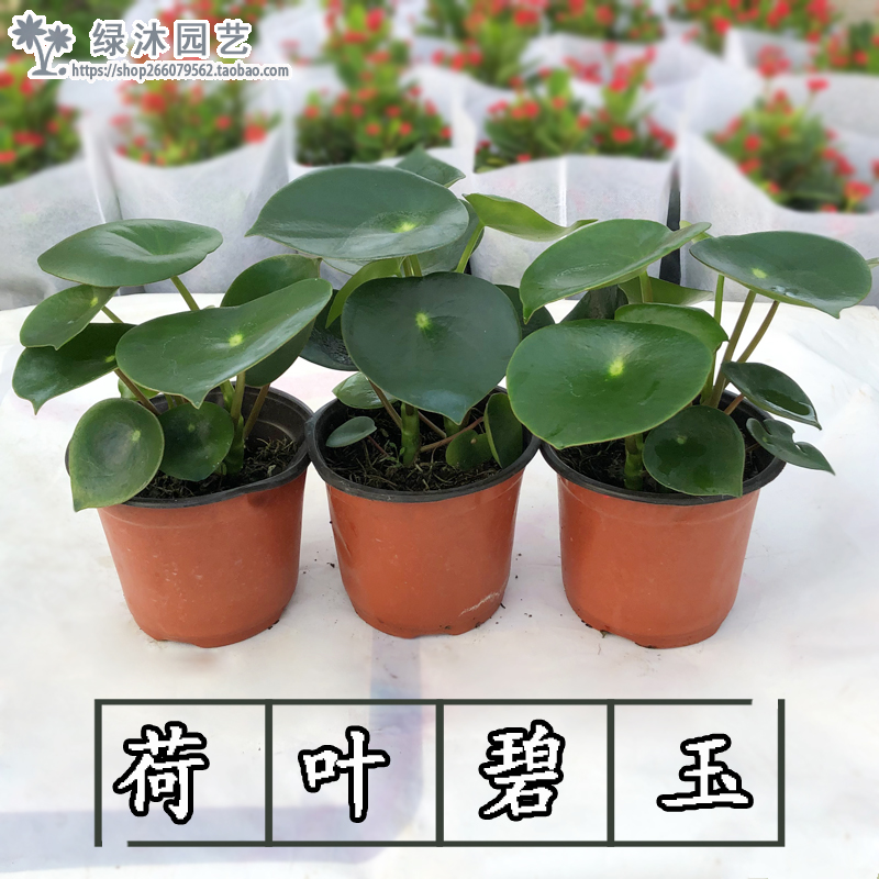 青叶碧玉盆栽 荷叶碧玉植物 圆叶椒草绿植盆栽 室内植物 四季常绿