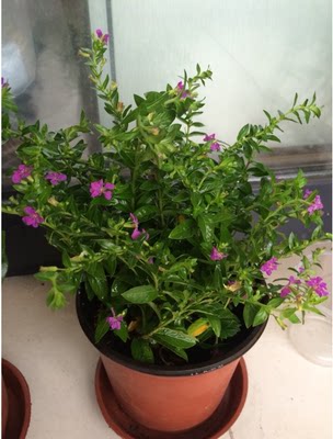 满天星盆栽花苗办公室四季开花耐寒绿植花卉又名【孔雀花】