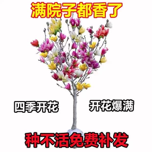 正宗耐寒多色嫁接玉兰苗紫玉兰庭院楼顶四季 开花盆栽地栽容易种植