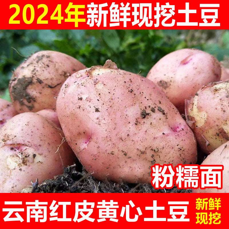 云南新鲜红皮黄心大土豆10斤包邮2024新农家红洋芋蔬菜批发马铃薯