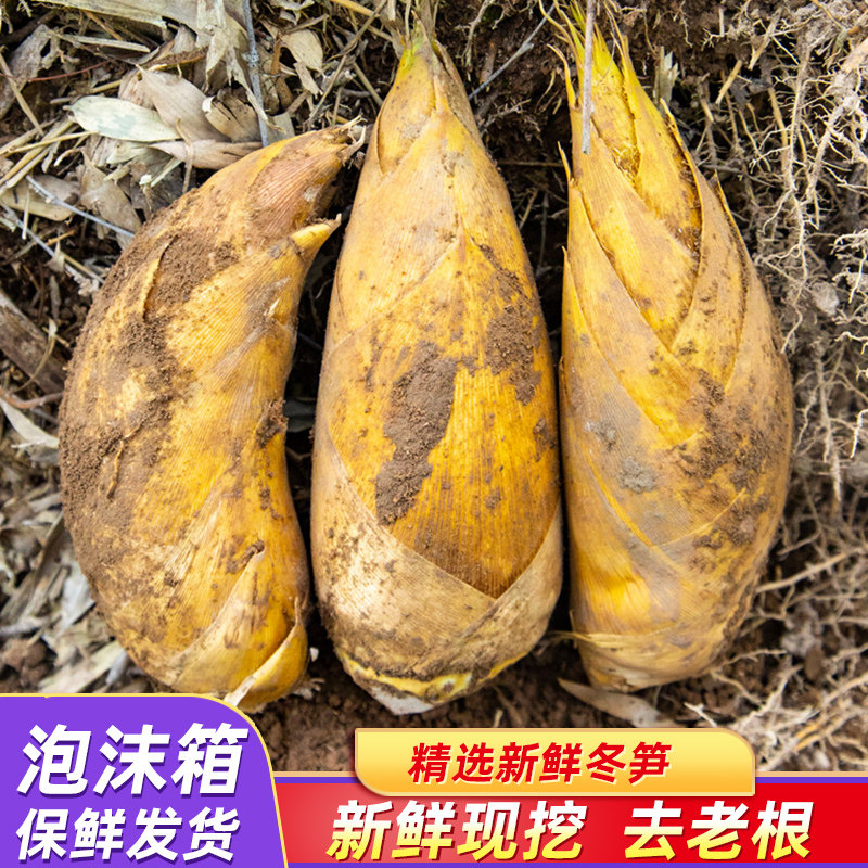 冬笋新鲜现挖竹笋浙江天目野生鲜笋笋毛竹笋当季蔬菜整箱包邮
