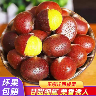 迁西带皮生板栗2025新鲜燕山油粒野生鲜毛栗子遵化鲜板栗小甘粟子