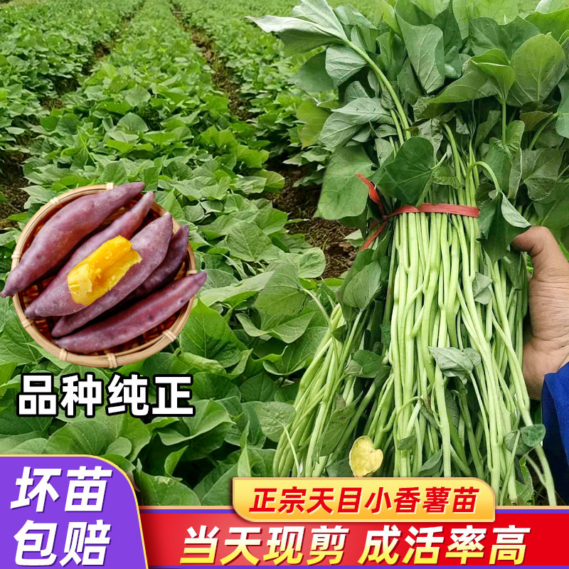 红薯苗种番薯蜜薯苗秧临安正宗天目山小香薯苗山芋小番薯新鲜地瓜