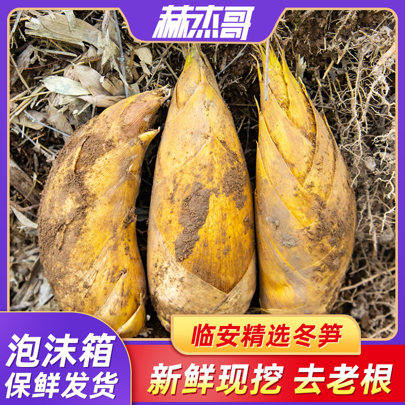冬笋新鲜现挖竹笋浙江临安天目野生鲜笋笋毛竹笋当季蔬菜整箱包邮
