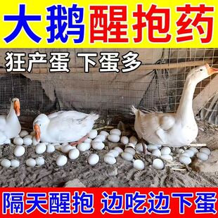 大鹅醒抱药醒抱灵专治鸡鸭鹅下蛋催蛋家禽抱窝卧地不起常年抱窝醒