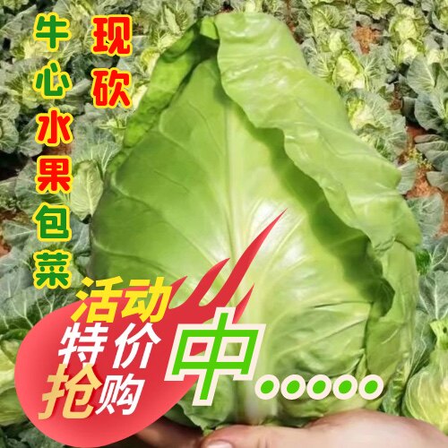 玉姝鲜新鲜蔬菜现摘牛心卷心菜当季大白菜莲花白包邮甘蓝包菜