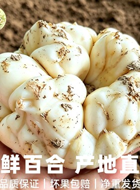 3斤装恩施当季现挖无硫卷丹百合