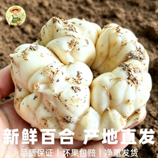 新鲜百合食用2026土特产软糯微苦当季现挖无硫龙山宜兴卷丹纯天然