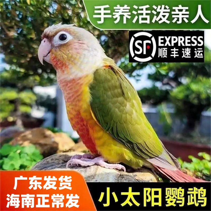 顺丰包邮手养鹦鹉小太阳活鸟会说话鹦鹉宠物凤梨黄边绿颊齐毛断奶