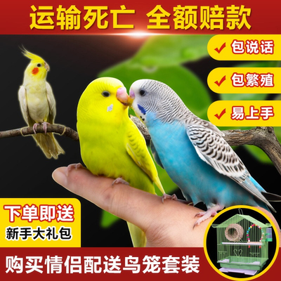 鹦鹉活鸟黄化虎皮玄风云斑活鸟体