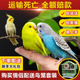 鹦鹉鸟活物体宠物鸟黄化情侣虎皮鹦鹉云斑活鸟玄凤活体手养说话鸟