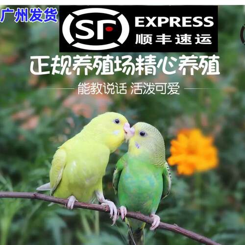 顺丰快递虎皮鹦鹉活物小型手养玄凤云斑会说话幼鸟宠物鸟活体繁殖 - 封面