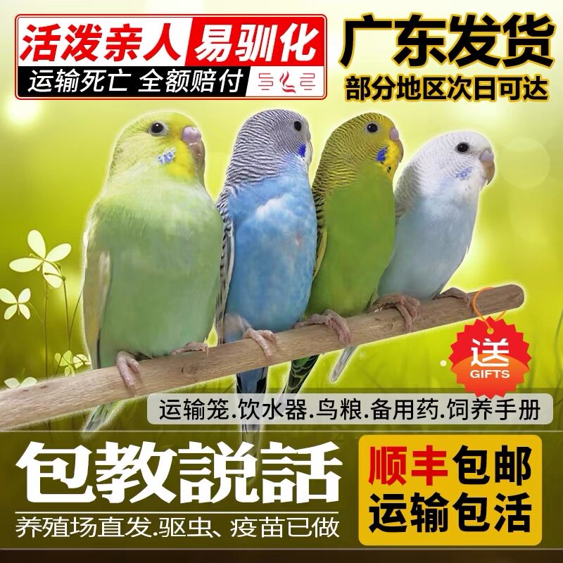 【顺丰包邮】鹦鹉活鸟活物手养粘鸟