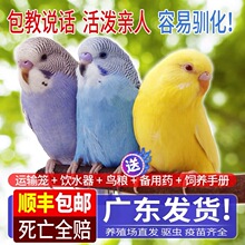 顺丰虎皮鹦鹉活鸟小型学说话宠物种鸟活物手养玄凤云斑幼鸟活鸟体