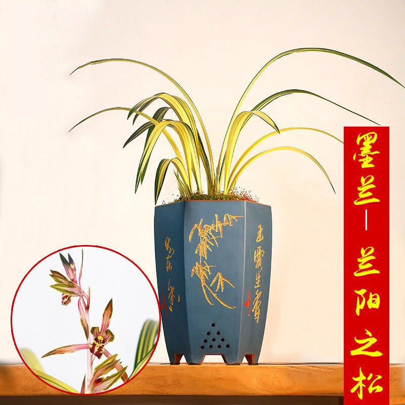 墨兰兰阳之松浓香带苞兰花苗