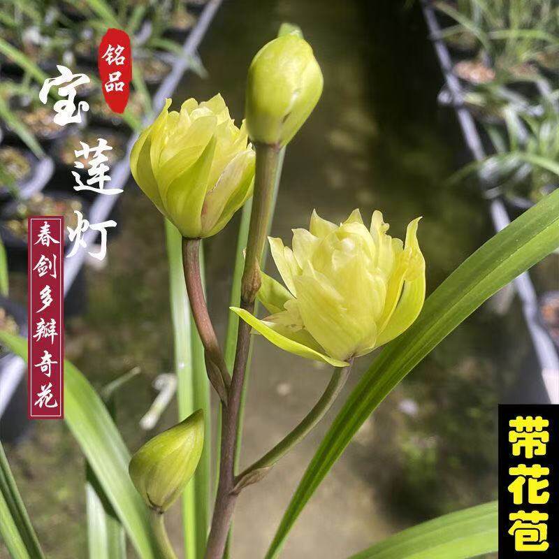 宝莲灯兰花苗春剑系列黄奇花精品浓香型秋冬季带花苞发货各种名贵