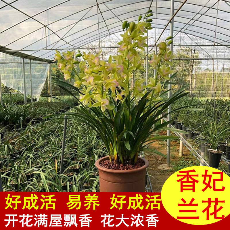 香妃兰兰花年宵室内好养浓香带花