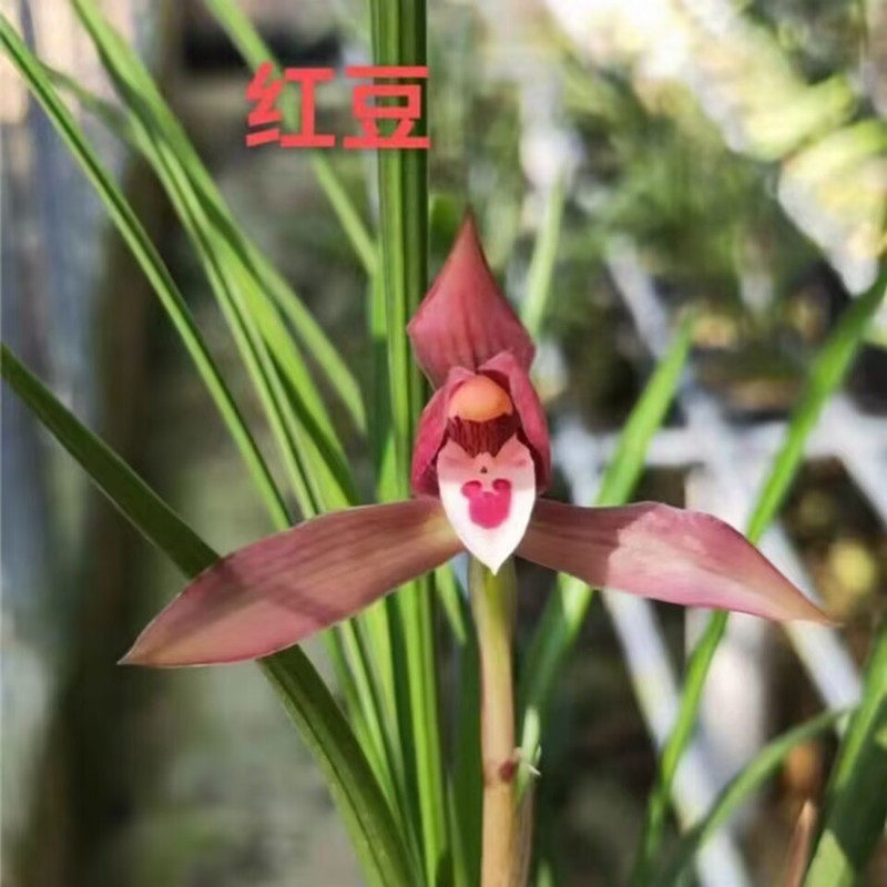 红豆春兰室内秋冬春带花苞浓香型