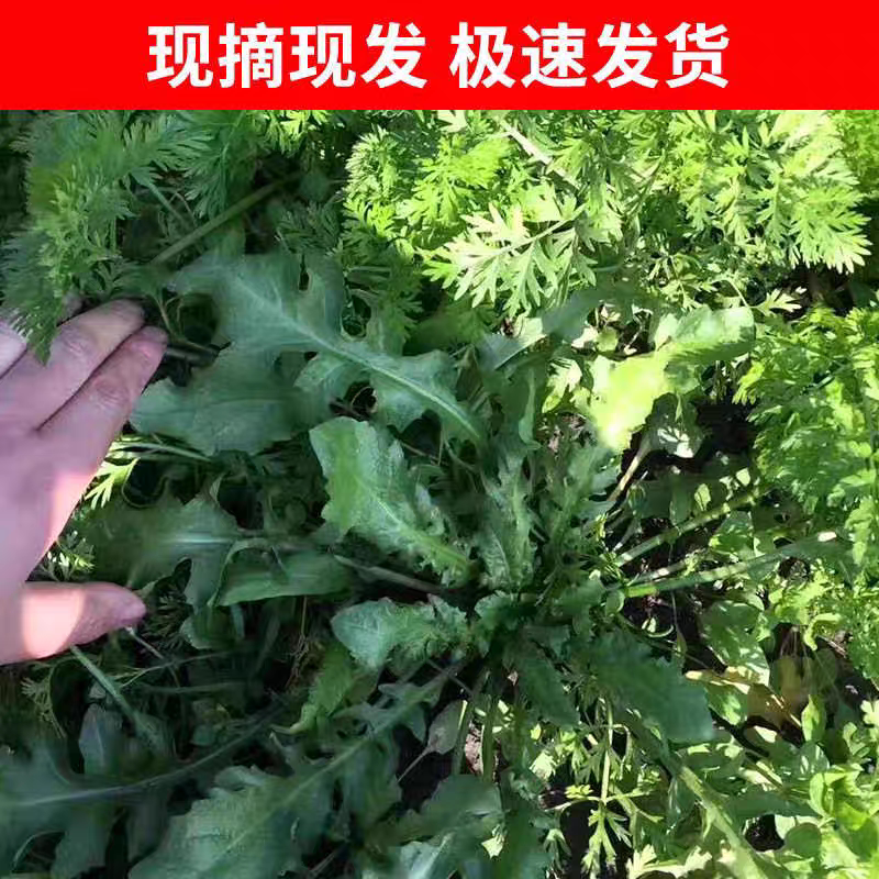 热销农家新鲜荠菜现摘现发农村土特产