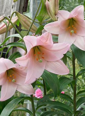 新球现货3个进口LO铁炮百合种球 白特里卡里乙女瓦雷泽 无需春化