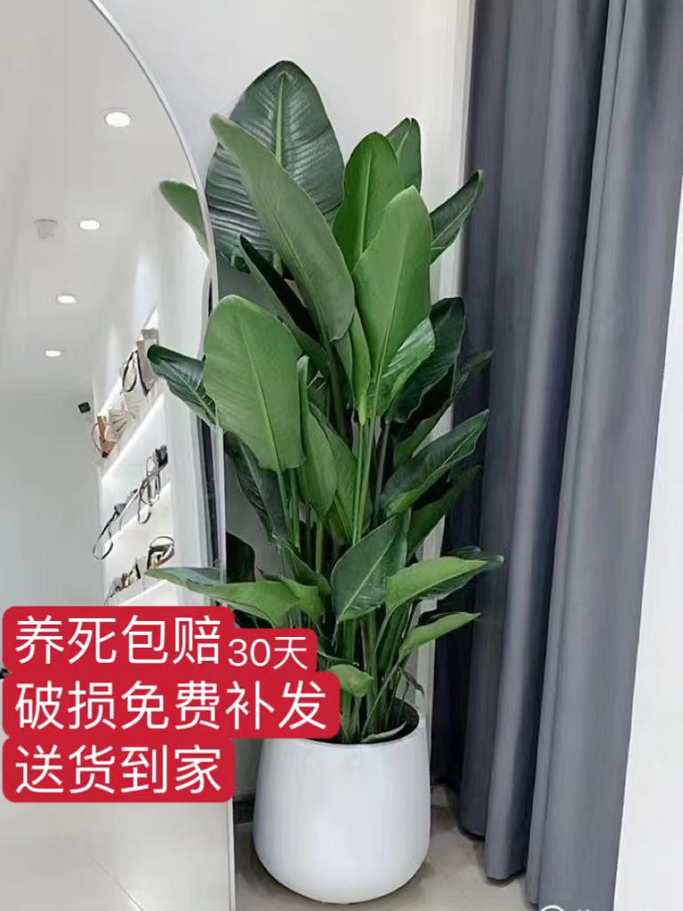 大型绿植天堂鸟好养易活