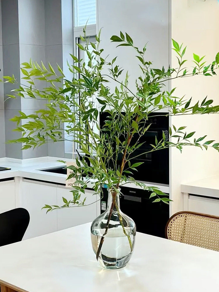 南天竹真树水养鲜花云南直发绿天竺鲜切花室内植物插花绿植绿天竺