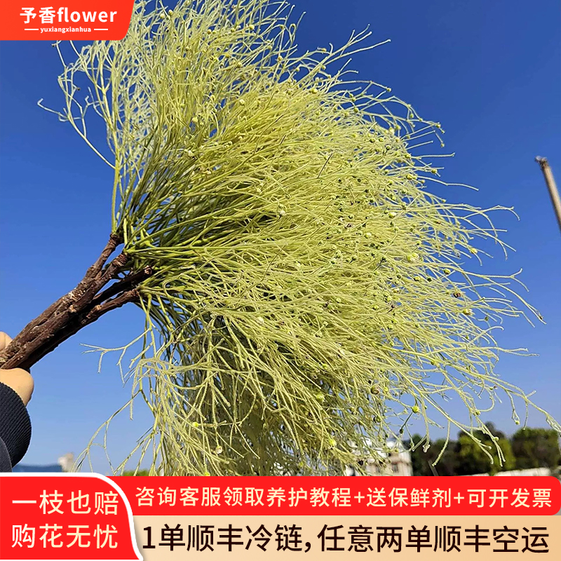 柔丝鲜花鲜切枝云南直发室内水培植物家用插花婚庆配花装饰花艺