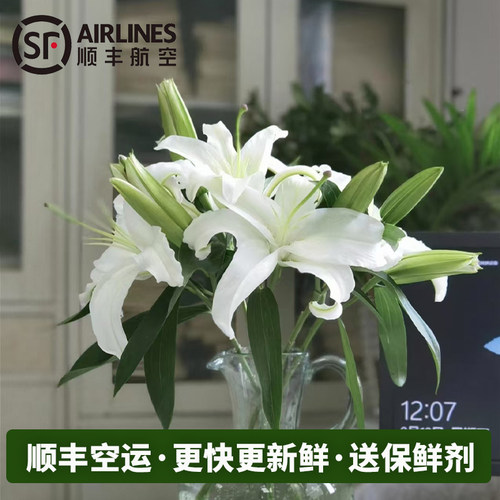 A级香水百合顺丰空运云南直发