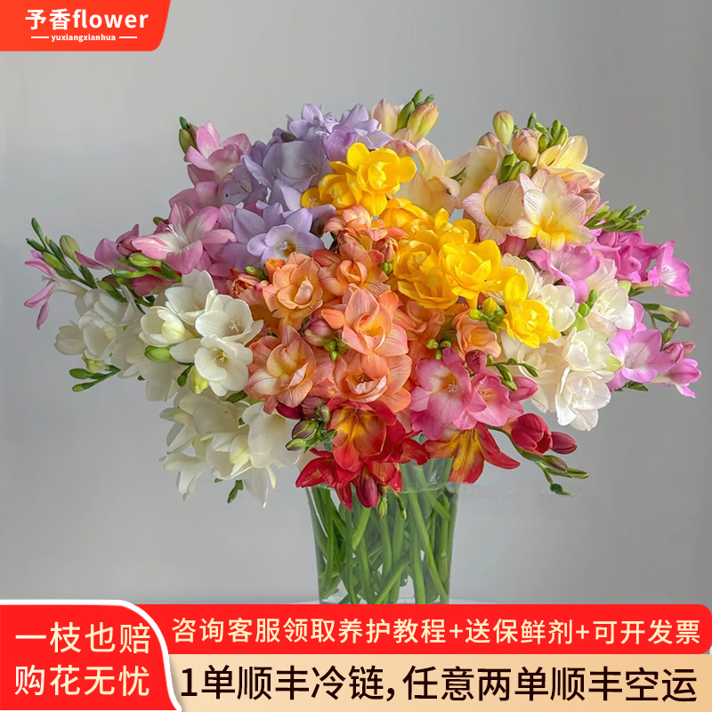 小苍兰花鲜切花真花室内插花水养植物花束云南基地直发香雪兰鲜花