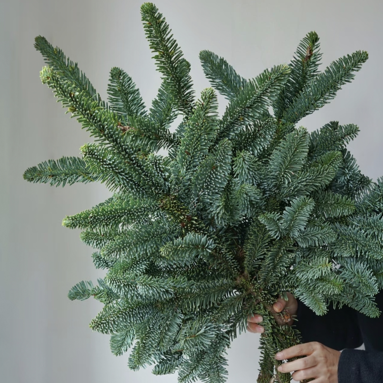 进口诺贝松鲜切枝条鲜花云南基地直发真树手工diy圣诞节圣诞树