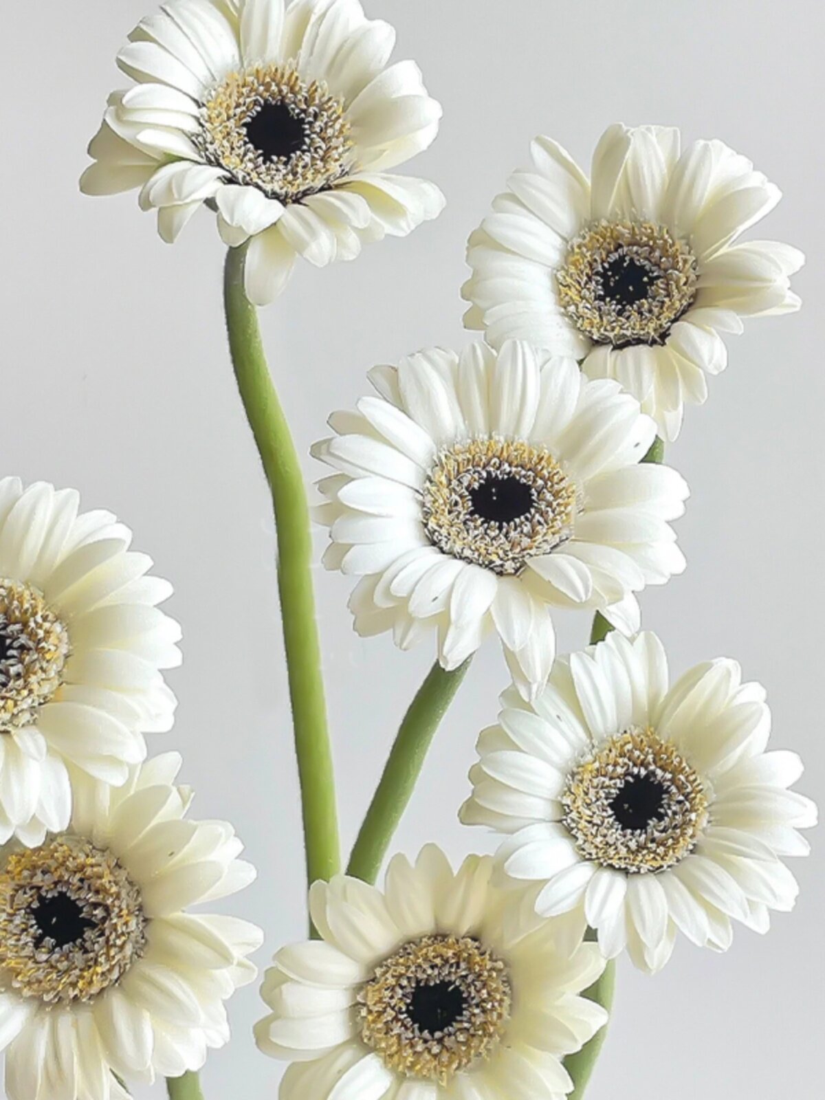 史努比弗朗花鲜花云南直发办公室室内水培植物插花扶郎花鲜切花