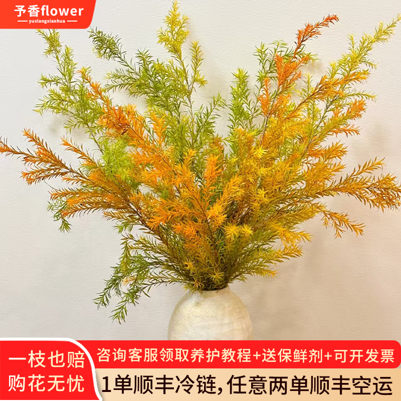 千层金鲜花水培绿植物云南基地香柳鲜切花卉盆栽室内干花花束插花