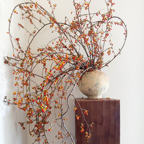 鲜切南蛇藤枝条可做干花发顺丰