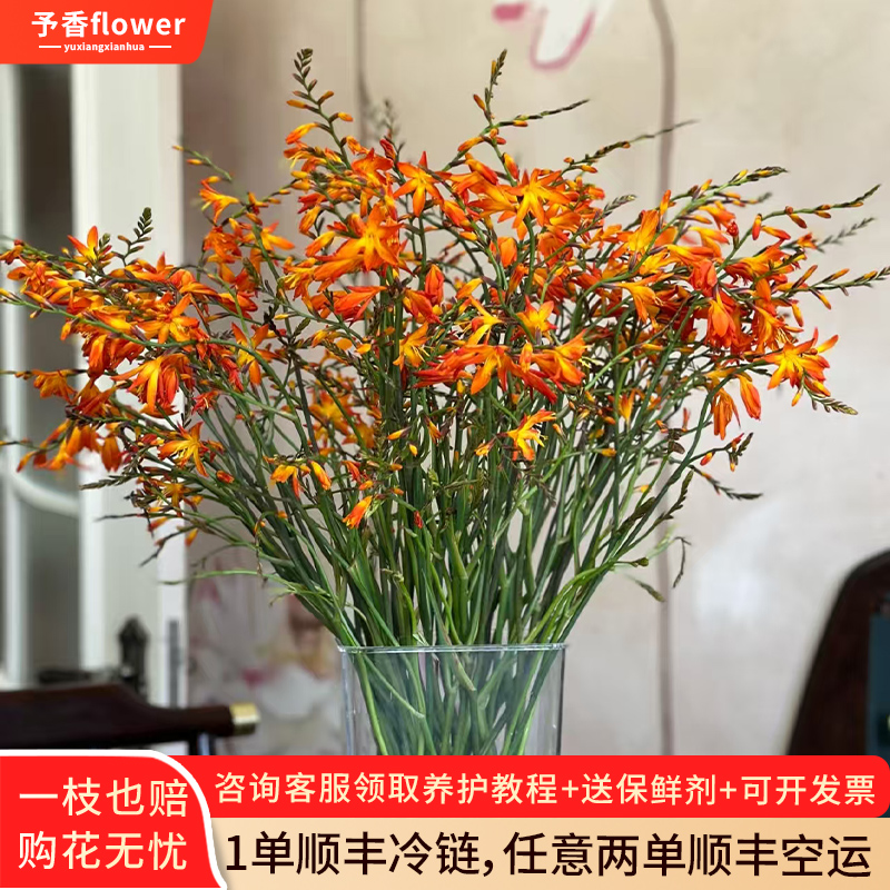 火焰兰鲜花花束云南直发室内装饰植物插花配花配草水培绿植鲜切花