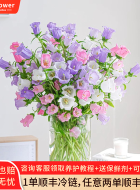风铃花鲜花紫色粉色白色水养家庭插花云南基地直发鲜切花花束顺丰
