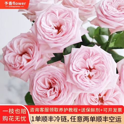 A级粉荔枝鲜花真花云南基地直发