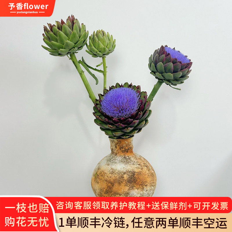 新鲜洋蓟鲜花朝鲜蓟法国百合鲜切花可做干花花期超长进口花材