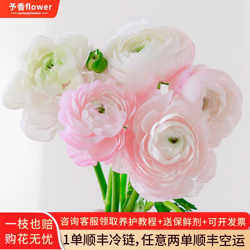 成功洋牡丹鲜花云南直发水培大头毛茛花室内水培插花花束鲜切花