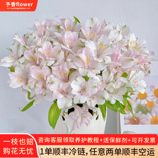 水仙百合鲜花六出花鲜切花卉插花材家用水养水培多头插瓶六初花束