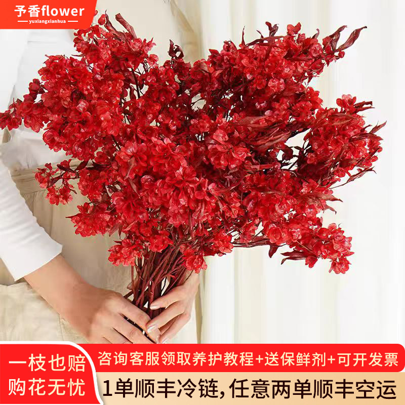 迎客豆红色鲜花云南基地直发蝴蝶花室内年宵花瓶插花节日礼物顺丰,鲜花速递/花卉仿真/绿植园艺,花材,淘宝优惠券,粉丝福利购,淘宝优惠卷