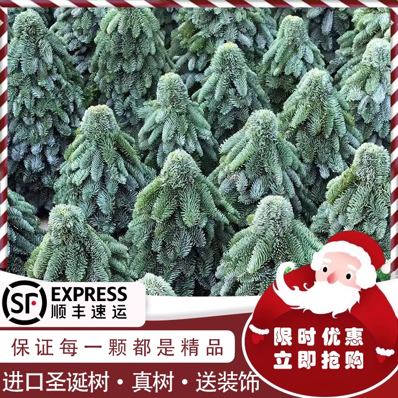 真圣诞树盆栽进口诺贝松鲜花云南基地直发真树松树圣诞节绿植切枝