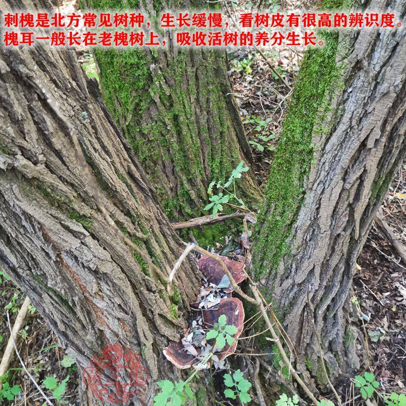 槐耳野生长白山正宗槐糯槐蛾槐栓菌正品槐蘑中药材槐灵芝整枝
