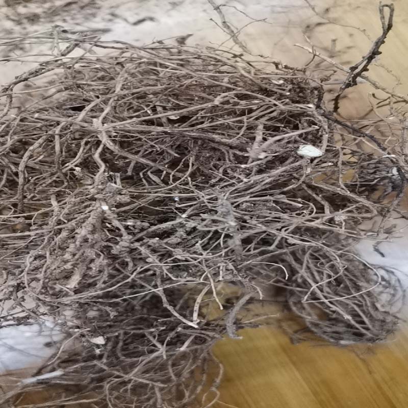 释珠根中药材西藏特产整个释珠根中药材西藏中药材西藏特产释珠根