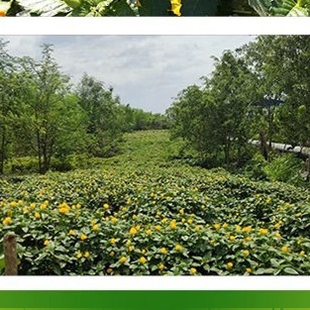 达米阿那种子泡水喝效果强10倍强效特纳草助眠达米阿那种子效果强