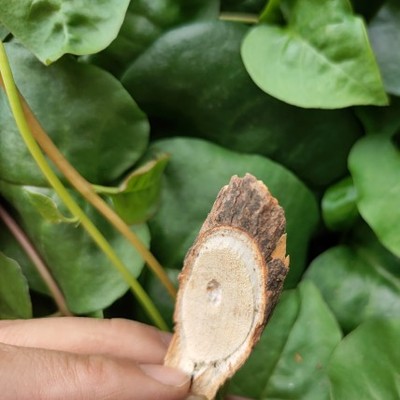 纯根新晒纯野生白猕猴桃根毛花藤梨根毛冬瓜白藤梨根