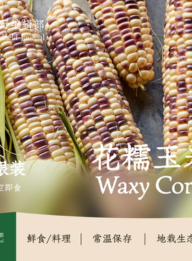 【非转基因！】Yoko云南花糯玉米甜糯可口玉米香味浓郁真空包装