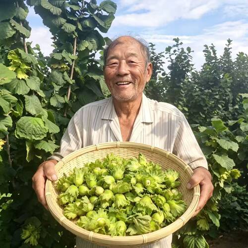 带绿皮大榛子榛子现摘现发